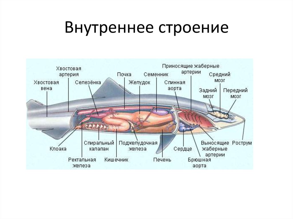 Мозг хрящевых рыб. Хрящевые рыбы системы органов. Скаты хрящевые рыбы строение. Внешнее и внутреннее строение хрящевых рыб. Внутреннее и внешнее строение осетровых рыб.