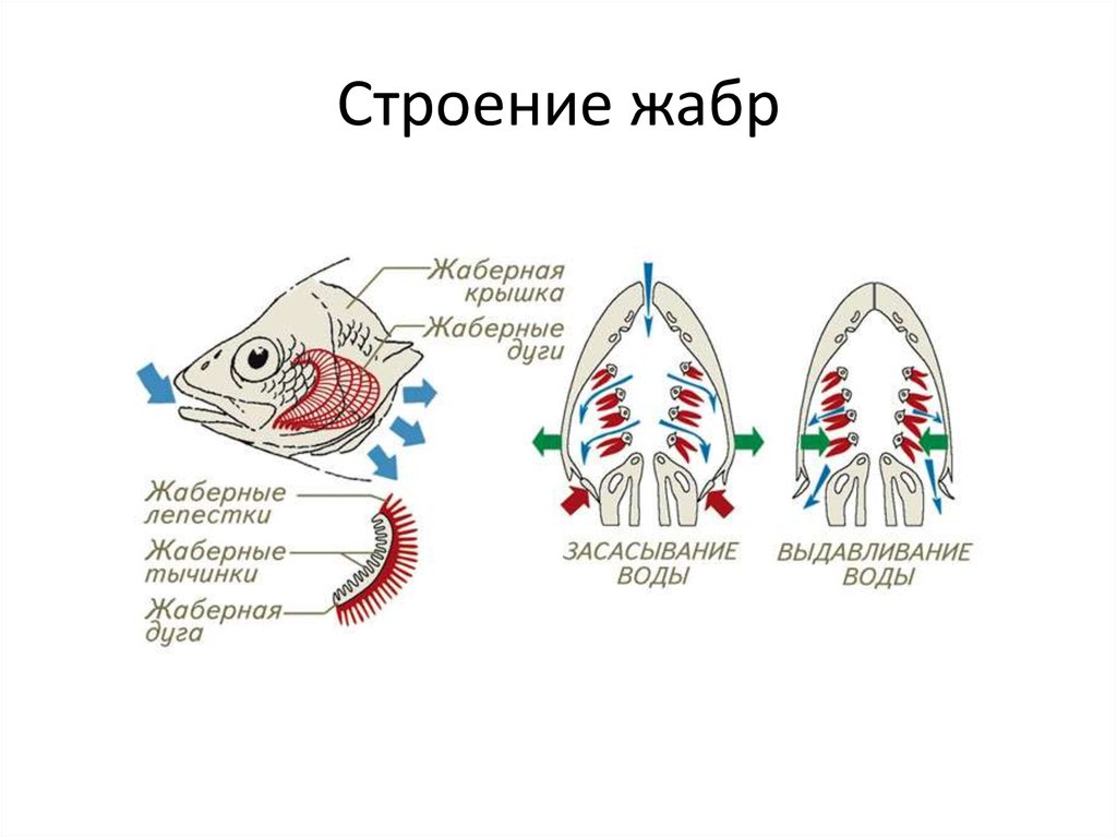 Рыба дышащая легкими. Дыхательная система костных рыб схема. Механизм дыхания костных рыб. Схема строения дыхательной системы рыб. Схема жаберного дыхания рыб.