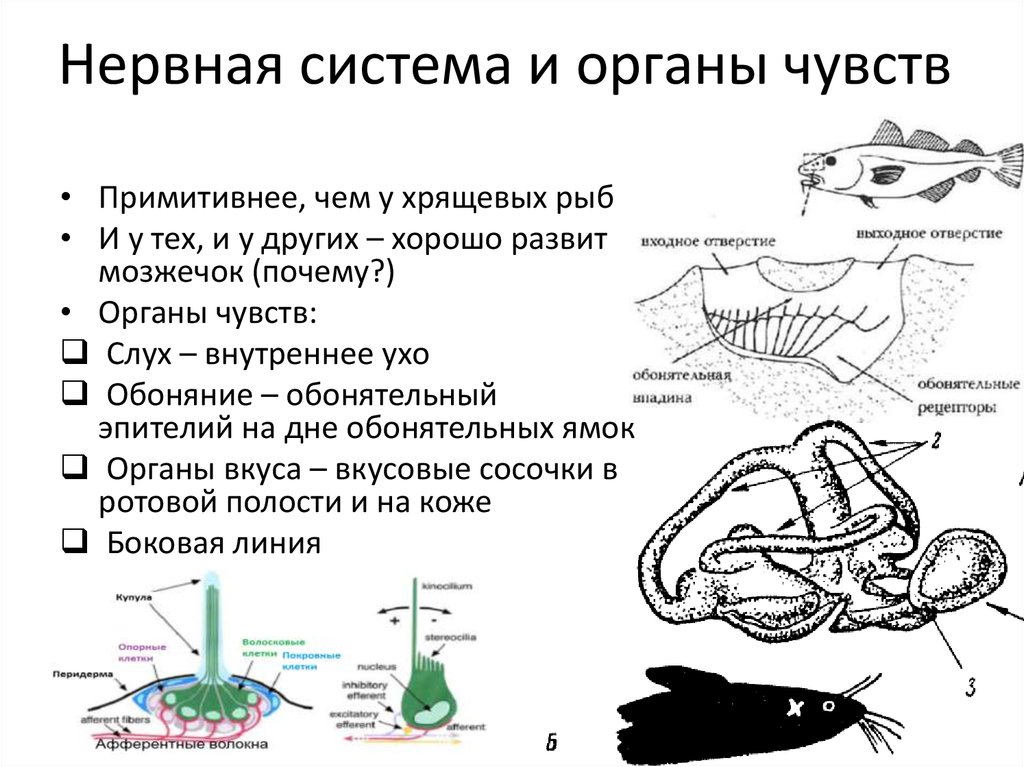 Мозг хрящевых рыб