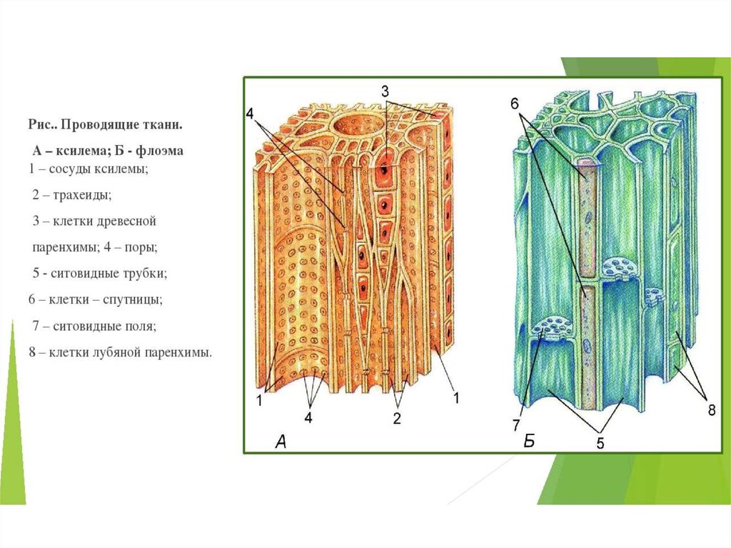 Проводящей клеткой флоэмы является. Строение стебля Ксилема и флоэма. Флоэма Ксилема Луб. Ситовидные трубки Ксилема растений. Флоэма ткани растений.
