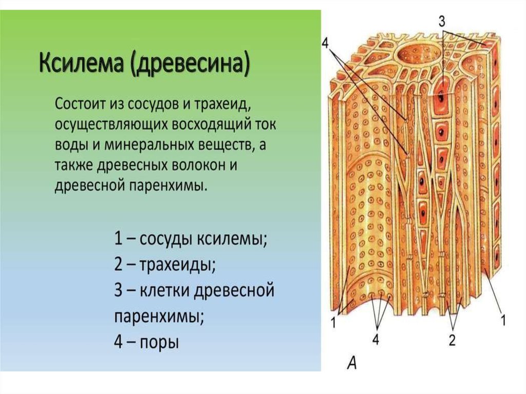 Структуры проводящих тканей растения