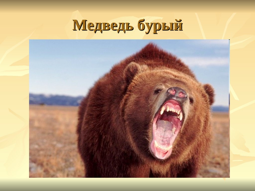 Камчатский бурый медведь сочинение 5 класс по картине