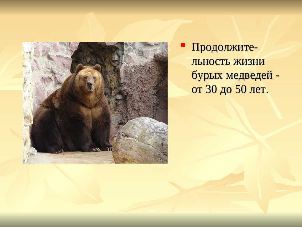 Медведь годы жизни. Медведь для презентации. Презентация на тему бурый медведь. Проект про медведя. Презентация о буром медведе.