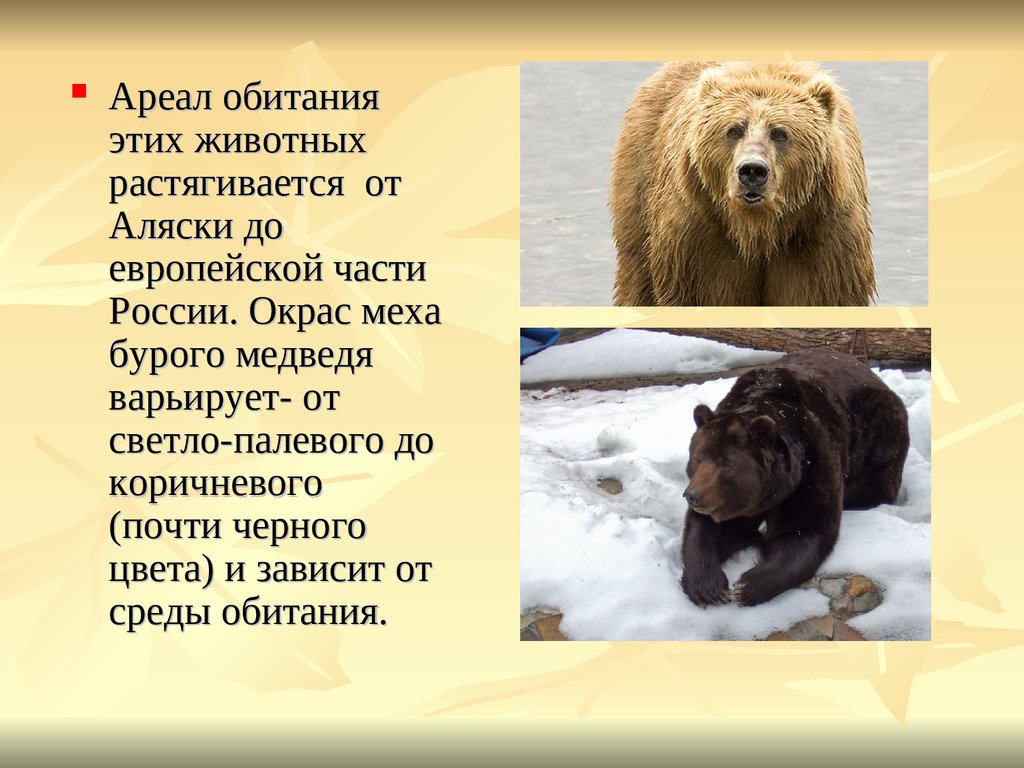 В какой природной зоне живут бурые медведи. Ареал обитания бурого медведя. Ареал абитаниябурого медведя. Ареал обитания бурого медведя в России. Территория обитания бурого медведя.
