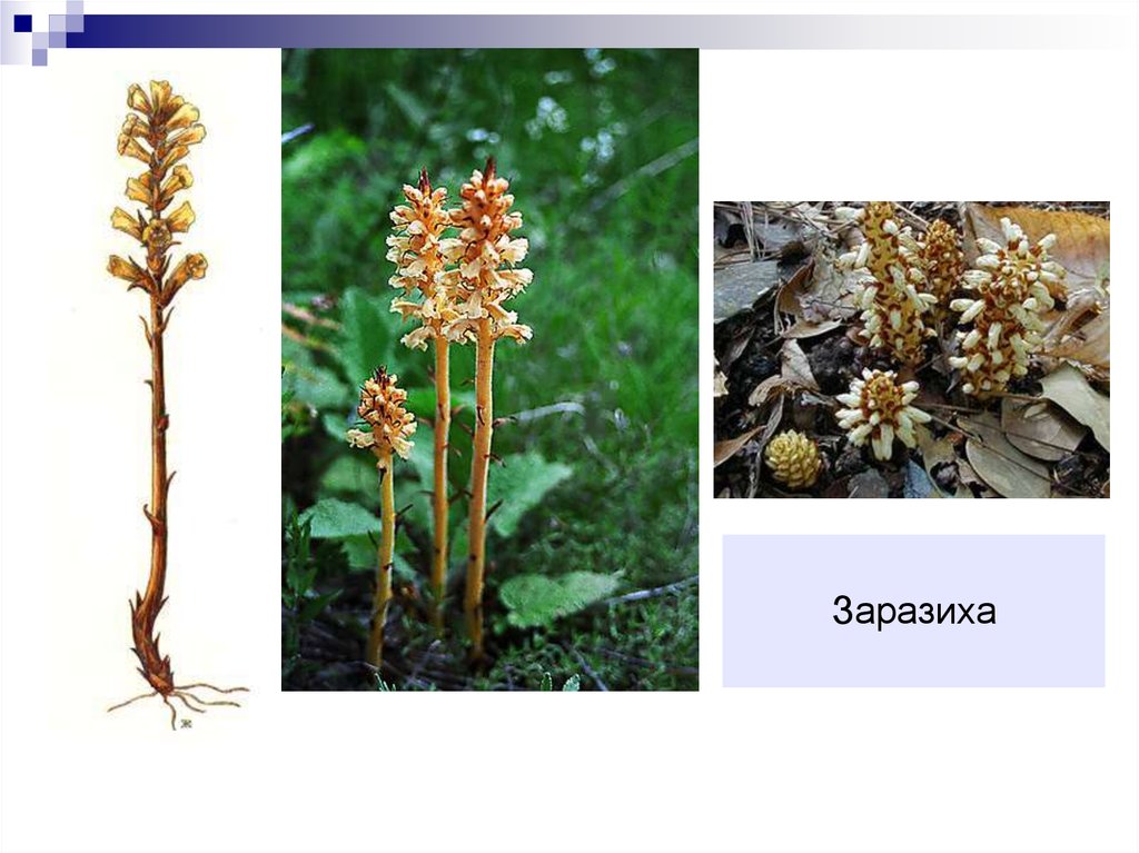 Распределите предложенные растения по группам полупаразиты паразиты. Заразиха растение паразит. Повилика и заразиха. Заразиха люцерновая. Сорняк заразиха подсолнечная.