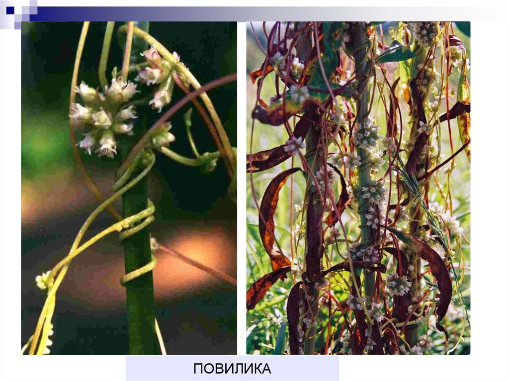 Распределите предложенные растения по группам растения паразиты. Повилика растение паразит. Повилика заразиха омела. Повилика корни. Вьюн повилика.