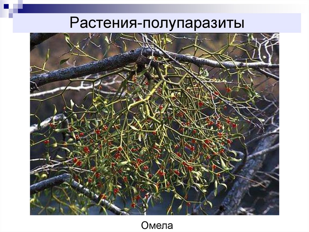 Распределите предложенные растения по группам полупаразиты паразиты. Омела растение паразит. Растения паразиты и растения полупаразиты. Растения -полупаразиты омела и Погремок. Паразиты и полупаразиты.