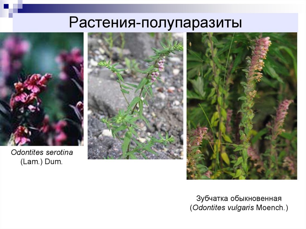 Распределите предложенные растения по группам полупаразиты паразиты. Полупаразиты сорные растения. Паразиты и полупаразиты. Растения паразиты и полупаразиты.