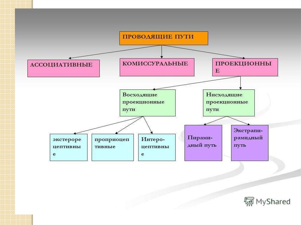 Какие существуют пути. Классификация проекционных проводящих путей. Проводящие пути классификация. Восходящие проводящие пути ЦНС таблица. Классификация проводящих путей спинного мозга.