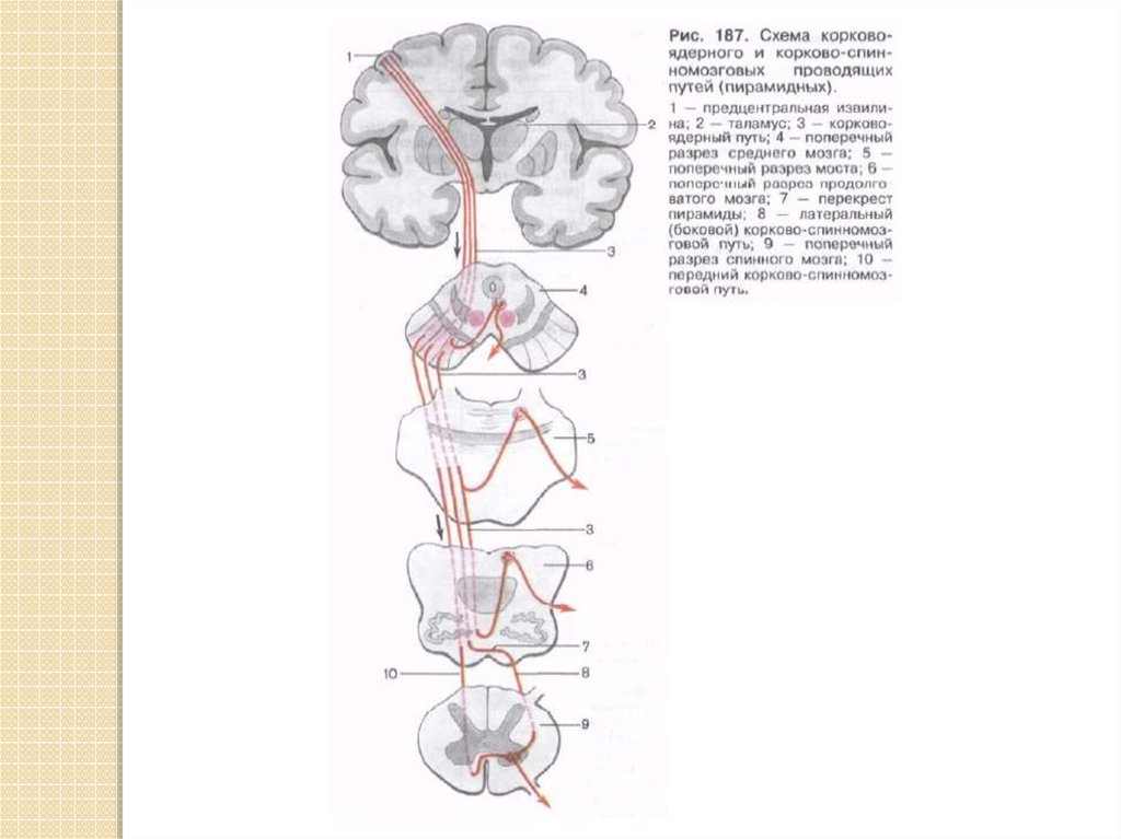 Проводящие пути рисунки. Пирамидный корково-ядерный путь. Двигательный пирамидный корково-ядерный путь. Корково ядерный путь и корково спинномозговой путь. Пирамидный путь схема кортико-ядерный.