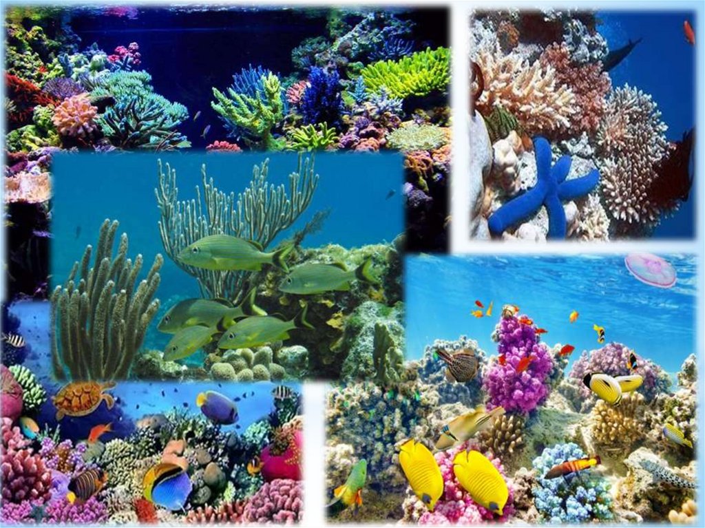 Разнообразие живых организмов в океане. Организмы в море. Многообразие жизни в океане. Живые организмы морей и океанов. Жизнь в морях и океанах.