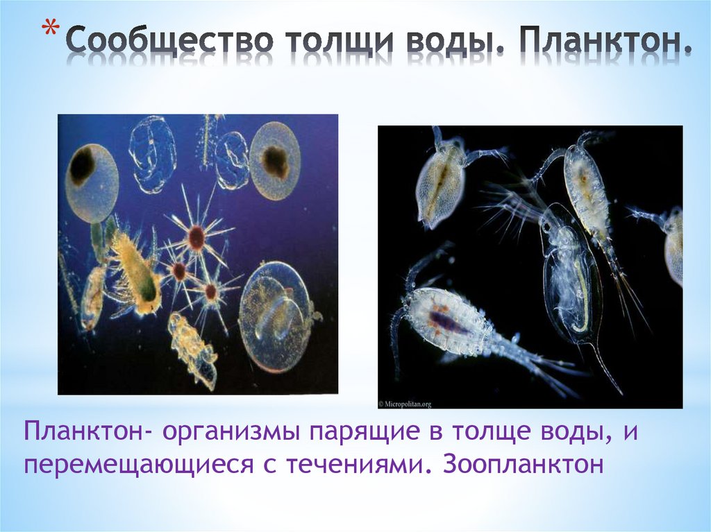 Организмы обитающие в толще воды. Планктонные организмы. Планктон. Планктон организмы.