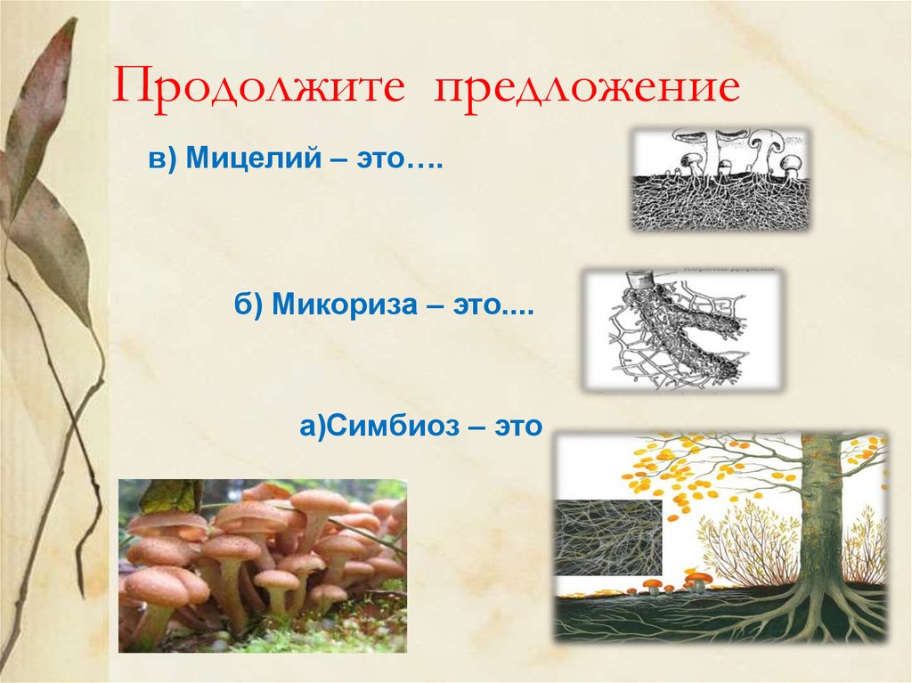 Грибница предложение. Грибница/мицелий микориза что это?. Мицелий грибов микориза. Мицелий биология 5 кл. Многоклеточный мицелий.