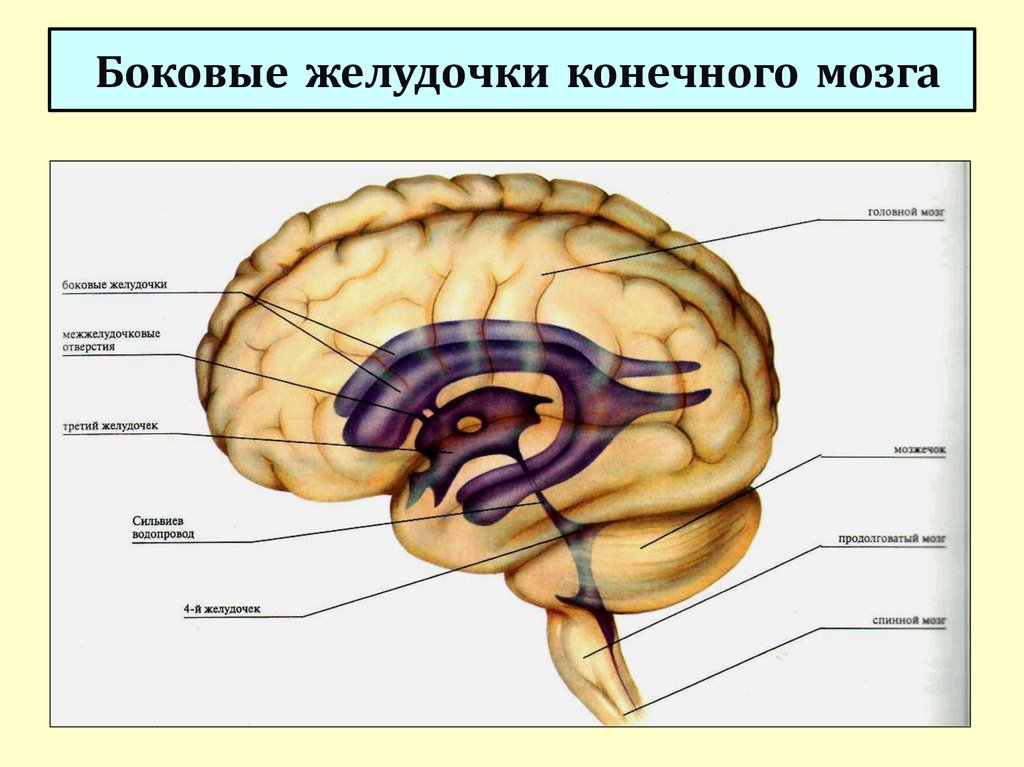 Желудочки среднего мозга. Боковые желудочки головного мозга анатомия. Строение боковых желудочков головного мозга анатомия. Конечный мозг желудочки строение. Конечный мозг анатомия боковые желудочки.