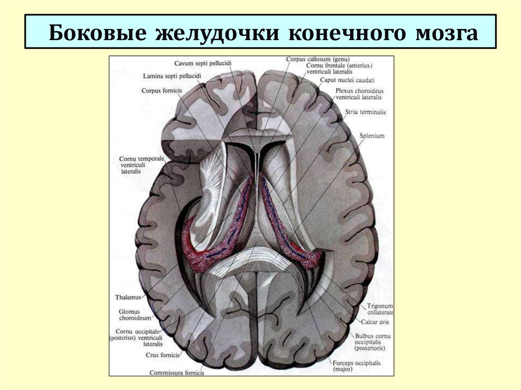 Правый желудочек головного. Строение боковых желудочков мозга. Строение боковых желудочков головного мозга анатомия. Конечный мозг желудочки строение. Третий желудочек головного мозга анатомия.