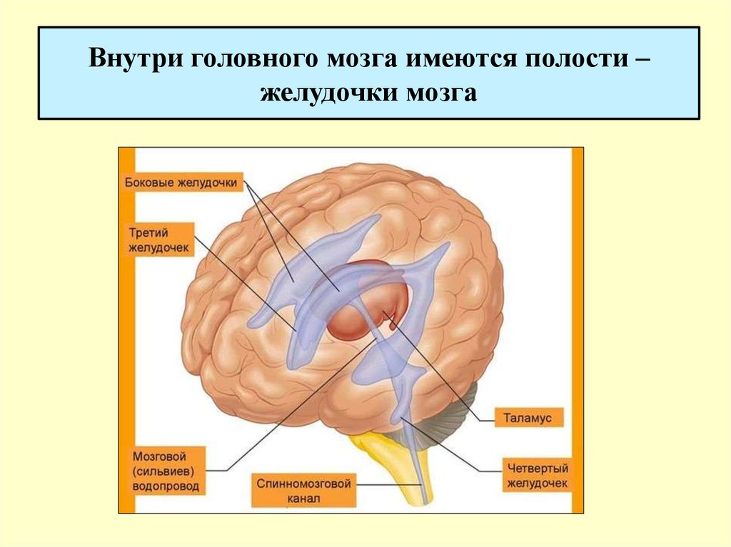Полости мозга заполнены. Схема желудочков мозга человека. Желудочки головного мозга анатомия. Третий желудочек головного мозга анатомия. Структура головного мозга, желудочки.