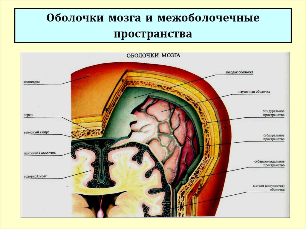 Слои свода. Оболочки и МЕЖОБОЛОЧЕЧНЫЕ пространства головного мозга. Оболочки и МЕЖОБОЛОЧЕЧНЫЕ пространства головного мозга анатомия. Твердая мозговая оболочка головного мозга схема. Оболочки головного мозга топографическая анатомия.
