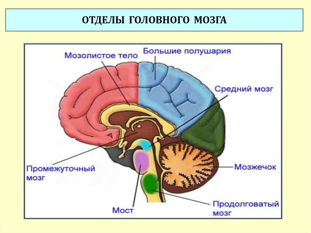 Какой отдел мозга. Основные отделы мозга. Головной мозг отделы головного мозга. Функциональные отделы головного мозга. Отделы головного мозга рисунок отделы.