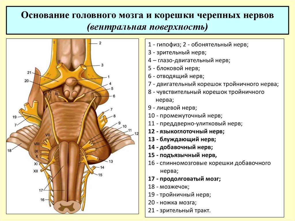 Промежуточный черепной нерв