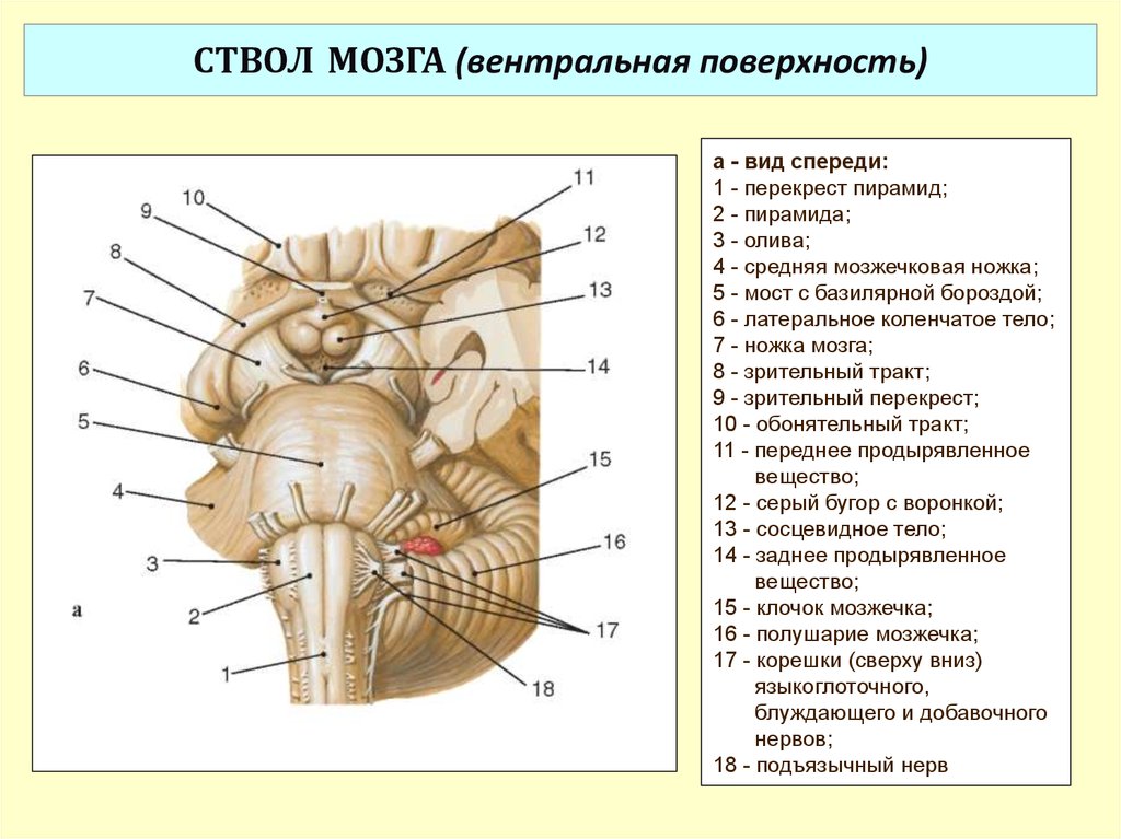 Ствол мозга образуют. Строение среднего мозга спереди. Ствол мозга строение вид спереди. Ствол мозга схема вид спереди.