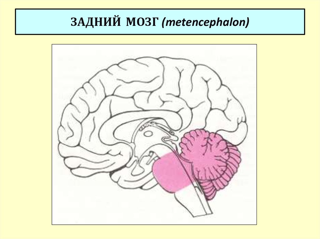 Задний мозг презентация