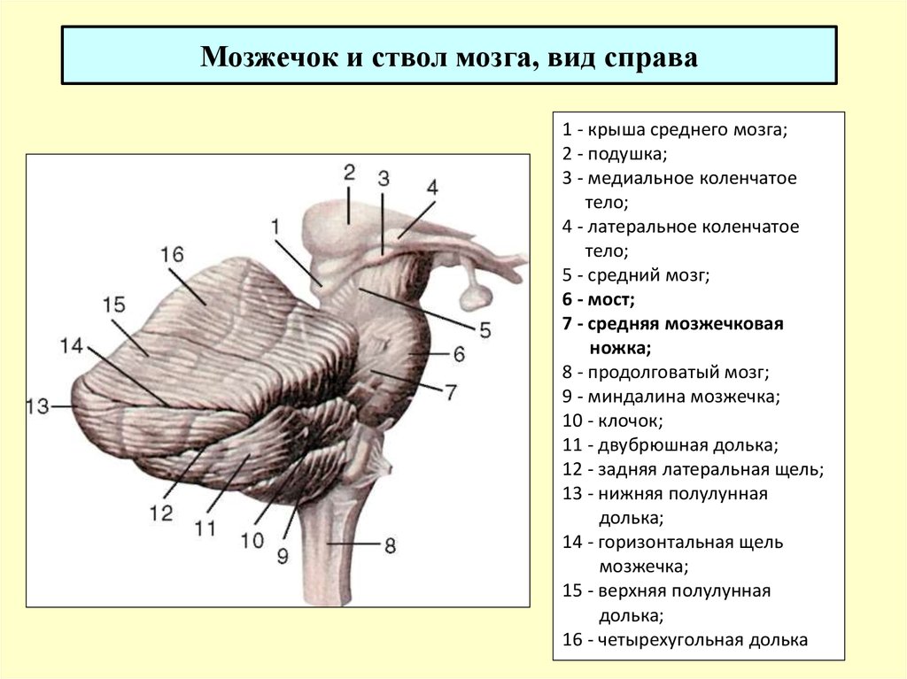 Где находится мозжечок рисунок