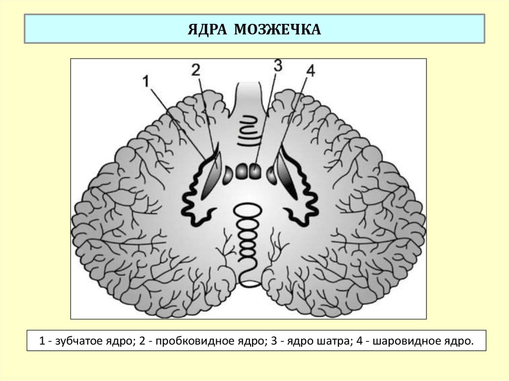 Ядра мозжечка схема