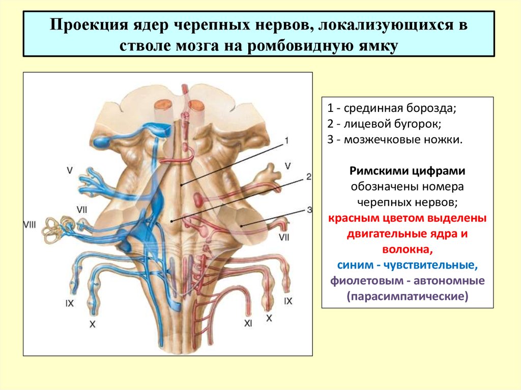 Какие ядра в черепных нервах. Чувствительные ядра черепных нервов. Ядра черепных нервов в стволе. Ромбовидная ямка ядра черепных нервов. Топография ядер черепно-мозговых нервов.