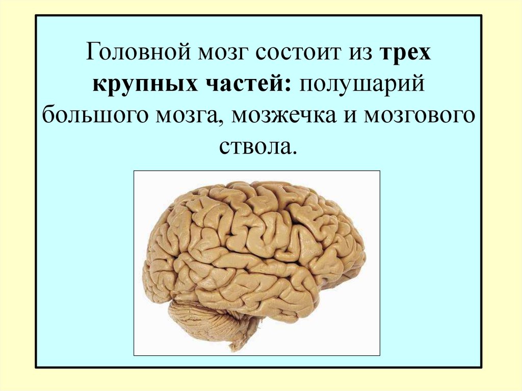 Мозг 5 класс. Головной мозг состоит. Головрй мозг сомтоит и. Из чего состоит мозг. Головной мозг человека состоит из.