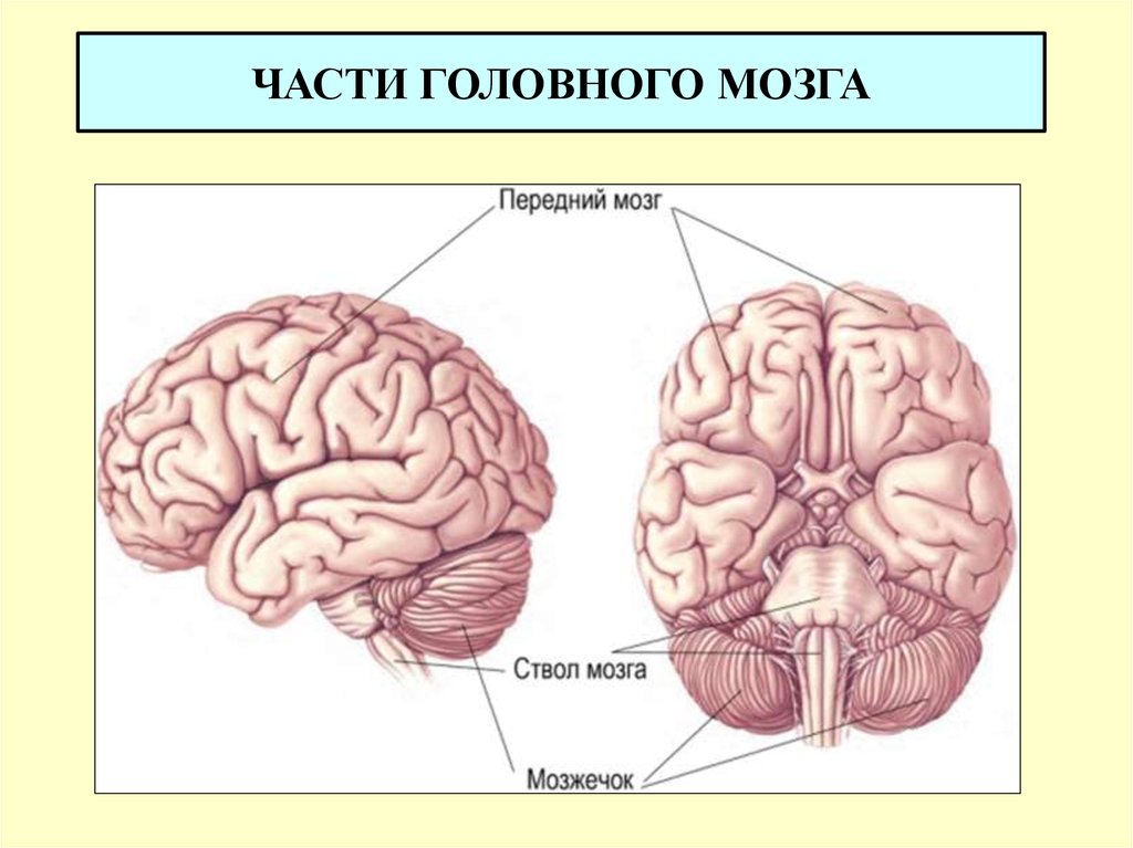 Головной мозг 7 класс. Части головного мозга анатомия. Строение головного мозга спереди. Передний отдел головного мозга. Частинами головного мозку..