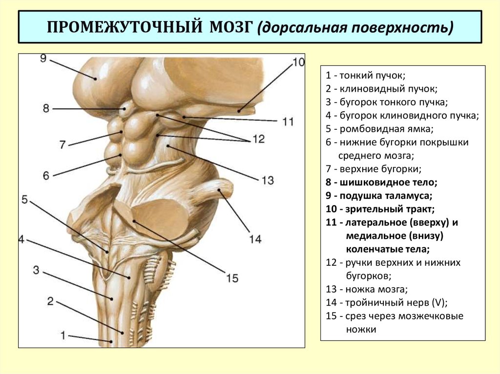 Продолговатый мозг латеральная. Строение среднего мозга передняя поверхность. Продолговатый мозг анатомия структура. Наружное строение продолговатого мозга анатомия. Средний мозг часть ствола.