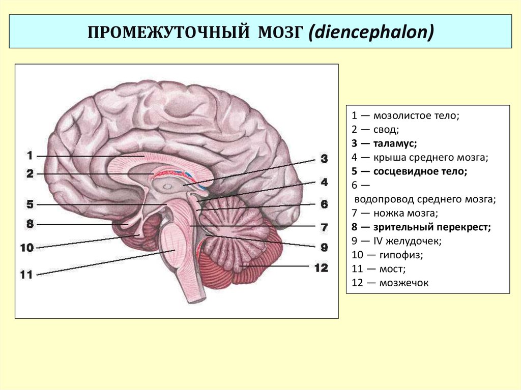 Таламус и гипоталамус какой отдел мозга. Промежуточный мозг строение. Отделы промежуточного мозга анатомия. Промежуточный мозг анатомия строение. Головной мозг строение промежуточный.