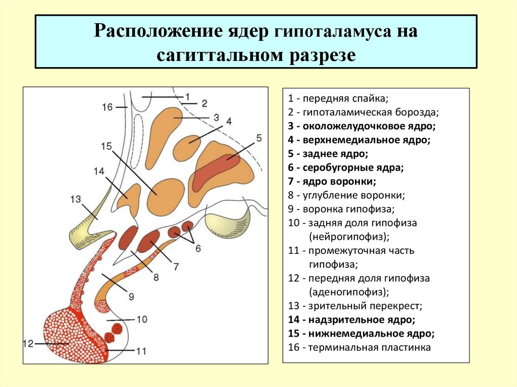 Расположение ядра. Схема расположения ядер гипоталамуса. Гипоталамус схема строения. Гипоталамус анатомия строение. Серобугорные ядра гипоталамуса.