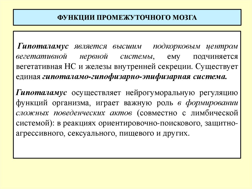 Промежуточный мозг функции. Промежуточный мозг функции кратко. Проводниковая функция промежуточного мозга. Функции промежуточного МОЗ. Функциипромедуточногомозг.