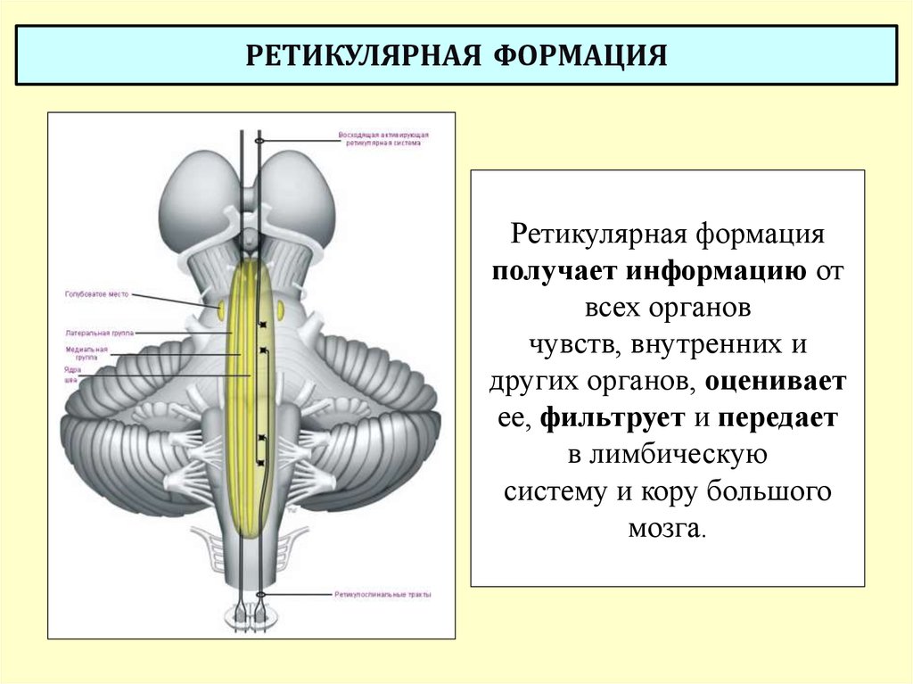 Ретикулярная формация презентация