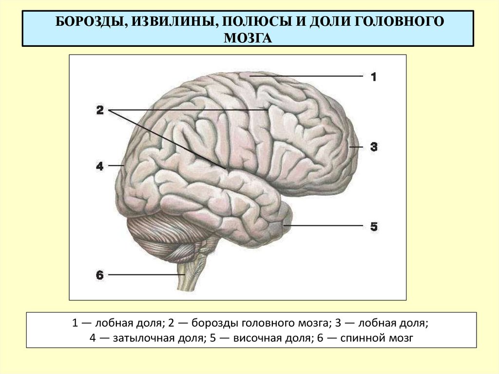Значение извилин головного мозга. Анатомия коры головного мозга доли борозды извилины. Головной мозг строение доли и извилины. Крупные борозды извилины доли больших полушарий.