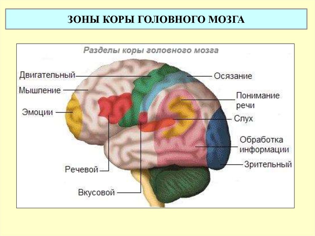 Части мозга и за что они отвечают картинка