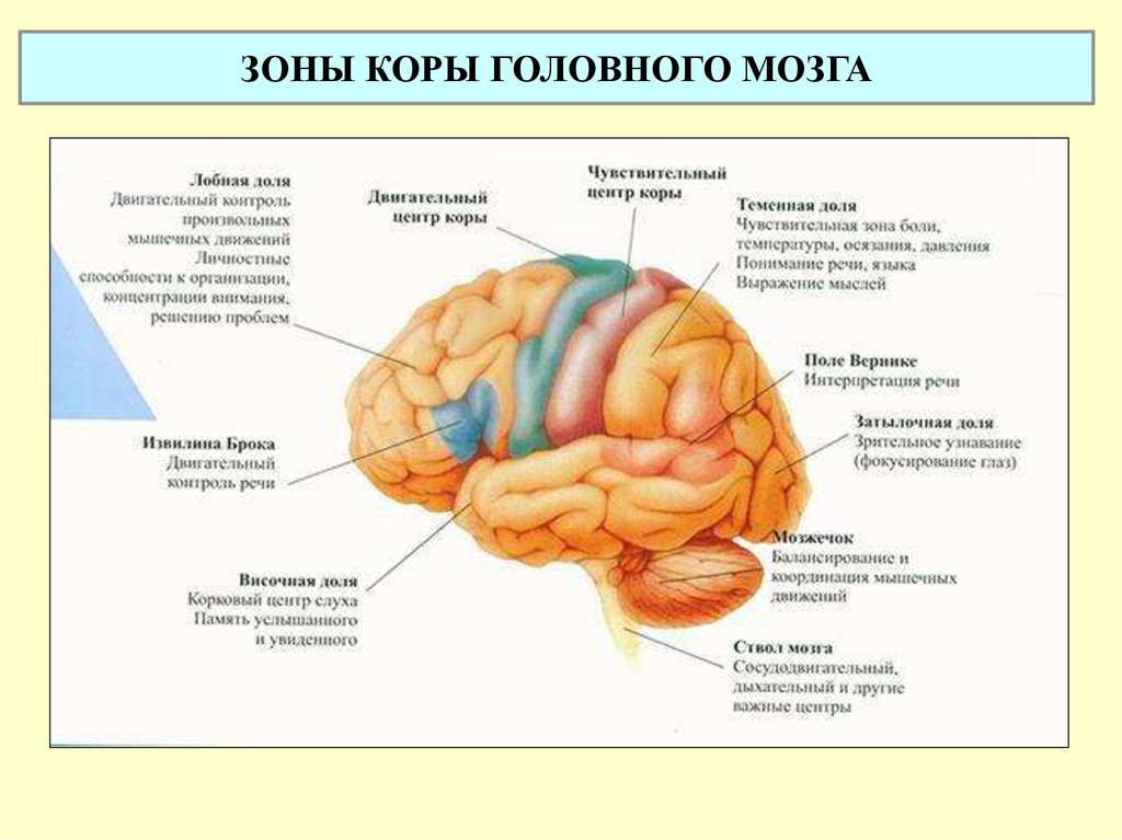 Отделы мозга имеющие кору. Строение доли зоны коры головного мозга. Доли и зоны головного мозга рисунок. Функциональные зоны и доли коры головного мозга таблица.