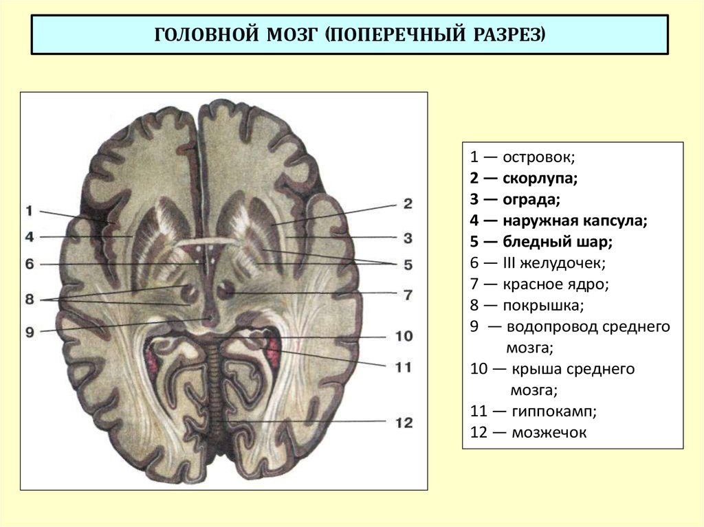 Рисунок базальные ядра