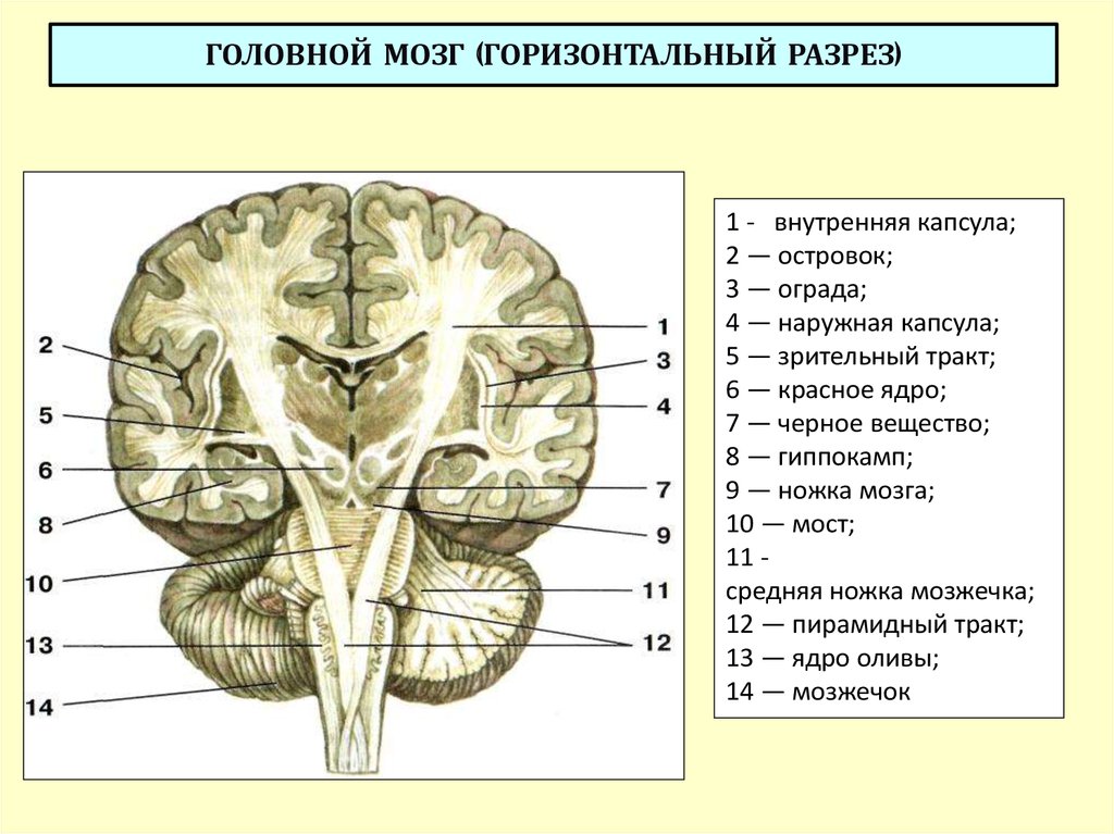 Схема расположения внутренней капсулы и базальных ядер