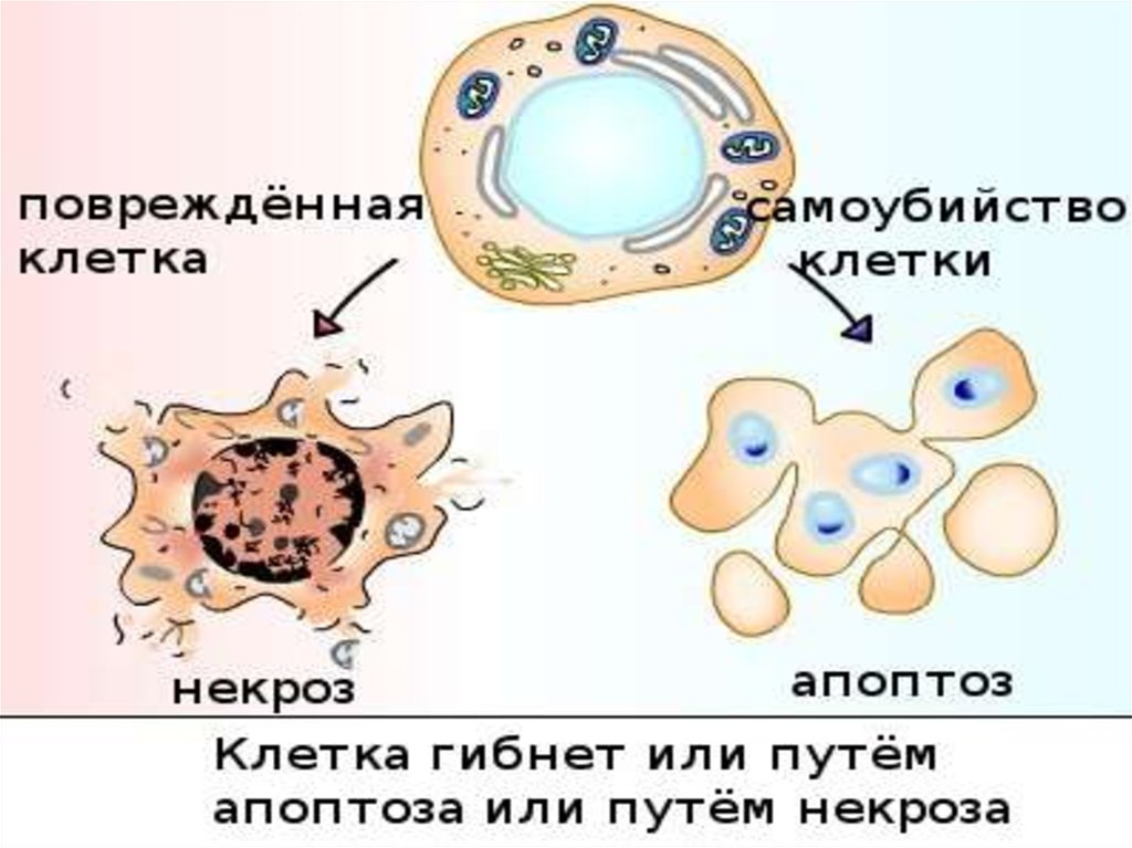 Презентация на тему некроз апоптоз