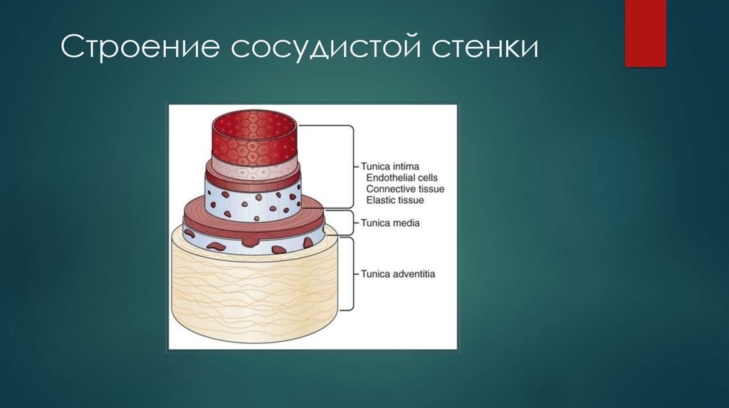 Сосудистая стенка. Строение сосудистой стенки. Структура сосудистой стенки. Слои сосудистой стенки. 3 Слоя сосудистой стенки.