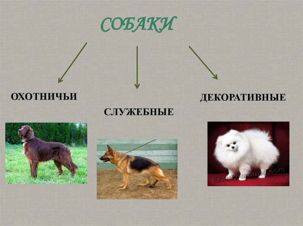 Что означает вид собаки. Декоративные служебные собаки. Служебные охотничьи и декоративные собаки. Классификация пород собак. Виды служебных собак.