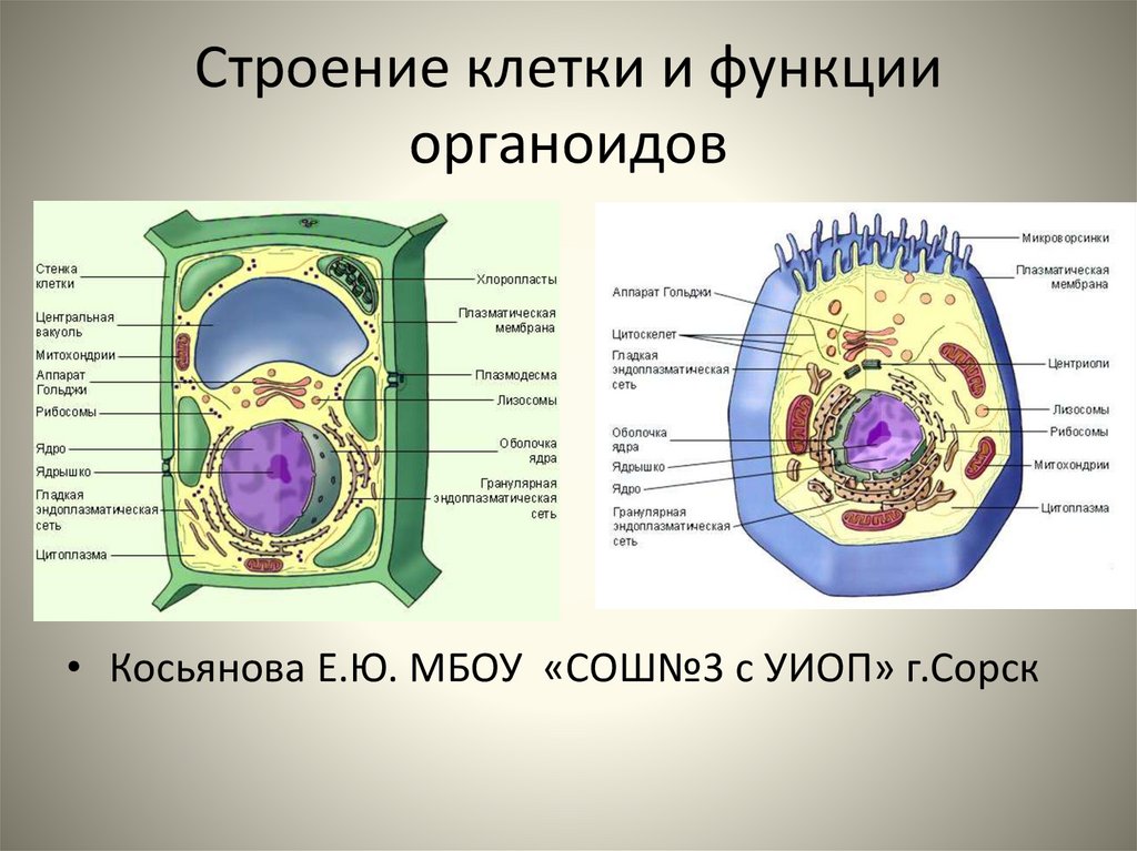 Состав строения функции клетки. Строение растительной клетки органоиды и их функции. Строение клетки растений органоиды и их функции. Строение животной клетки основные органоиды и их функции. Органоиды растительной клетки название строение функции.