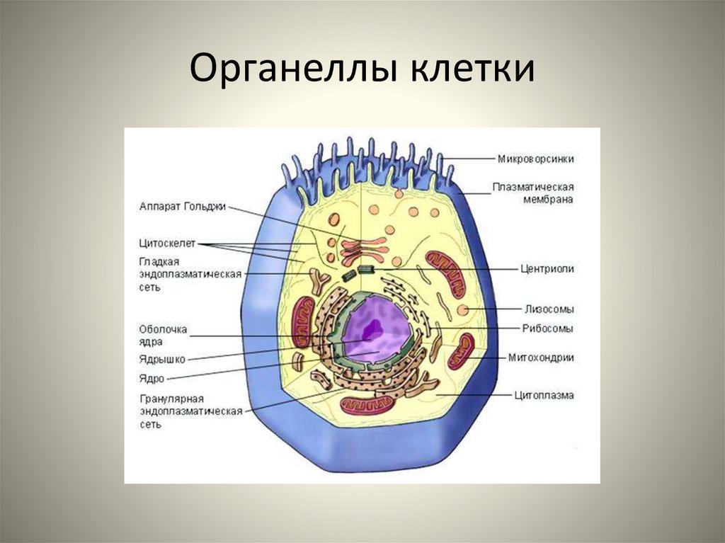 Размер органоидов клетки. Образование органелл клетки. Органоиды животной клетки мембрана. 4. Строение органоида клетки. Органеллы это в биологии.
