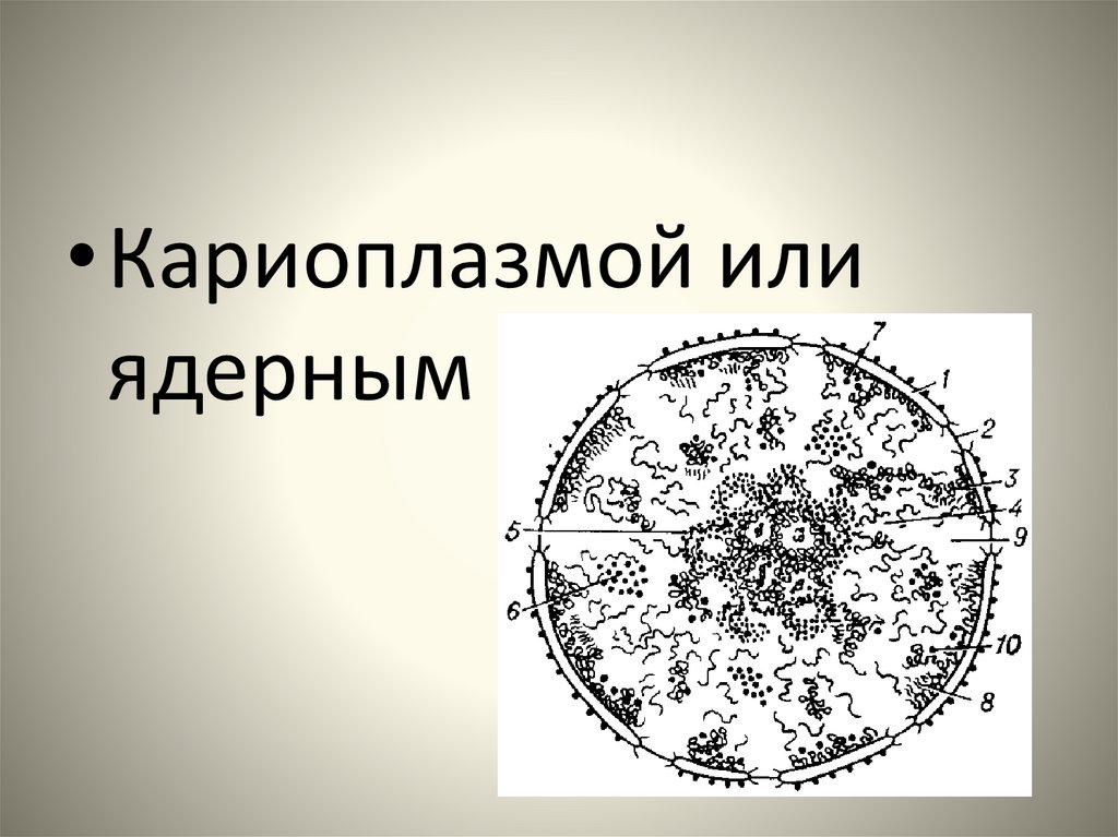 Кариоплазма. Кариоплазма строение. Строение кариоплазмы и ее функции. Кариолимфа функции.