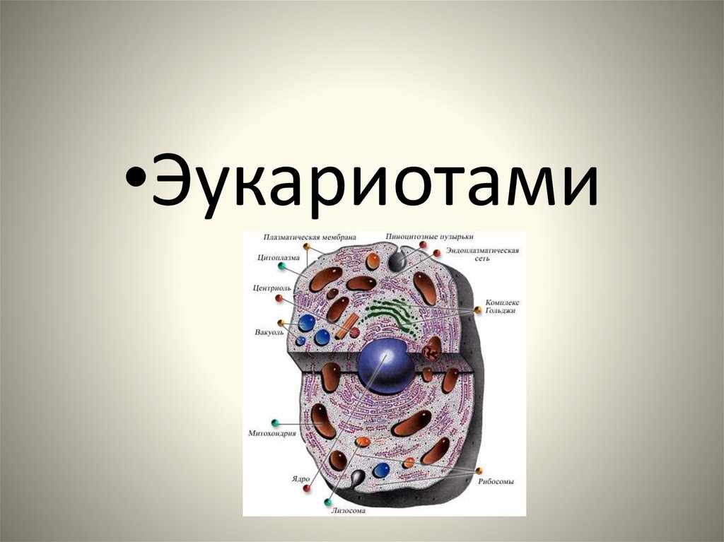 Деление эукариот. Эукариоты. Первые эукариоты. Клетка эукариот. Эукариоты животные.