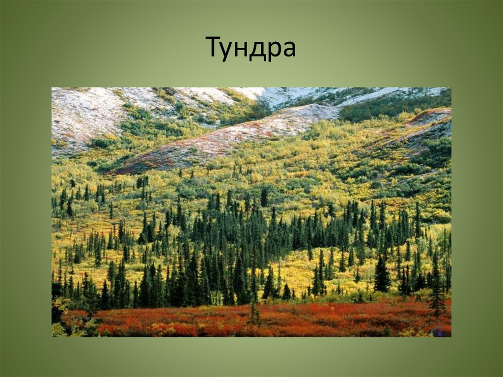 Растительный покров тайги отличается малым видовым разнообразием. Зона тайги в России. Тайга тундра тундра. Тайга презентация.