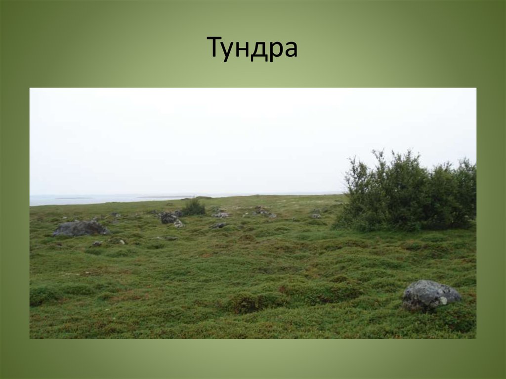 Тундра