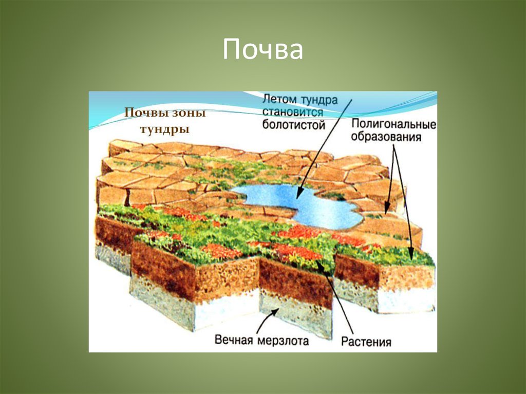 Почвы природных зон